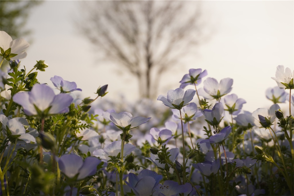 f:id:motoshidaa:20240418165728j:image