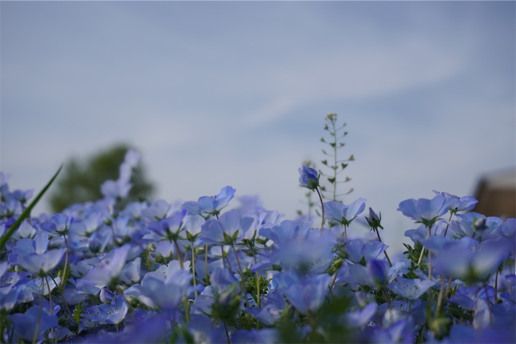 f:id:motoshidaa:20240418165730j:image