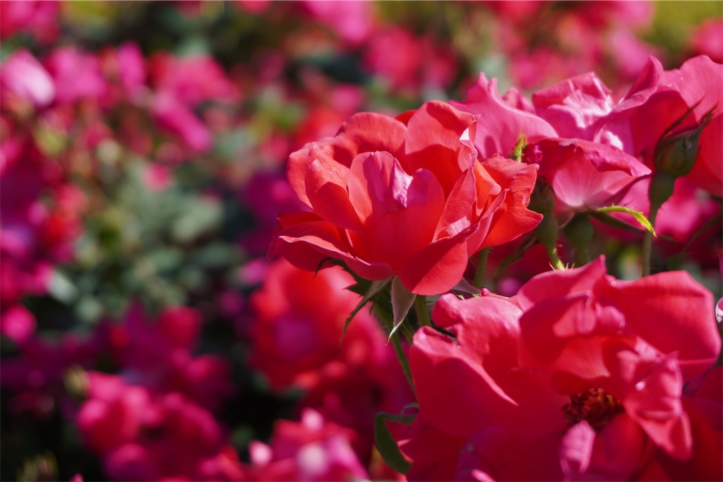 f:id:motoshidaa:20240510134310j:image