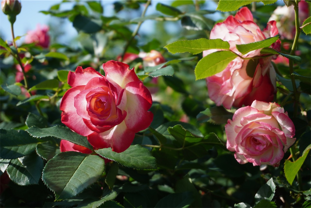 f:id:motoshidaa:20240510134322j:image