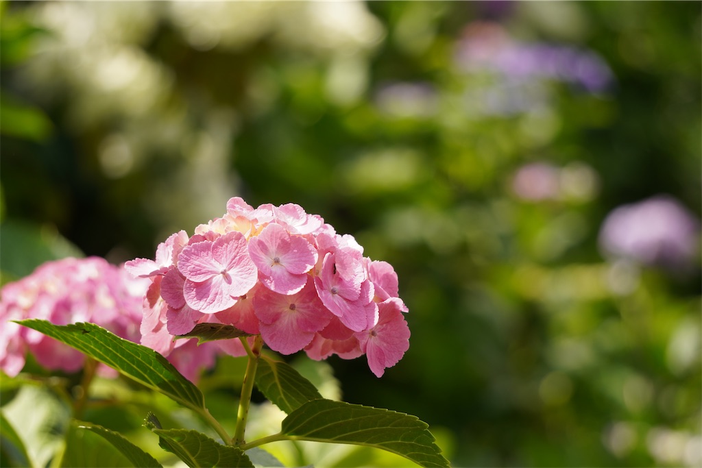 f:id:motoshidaa:20240604181435j:image