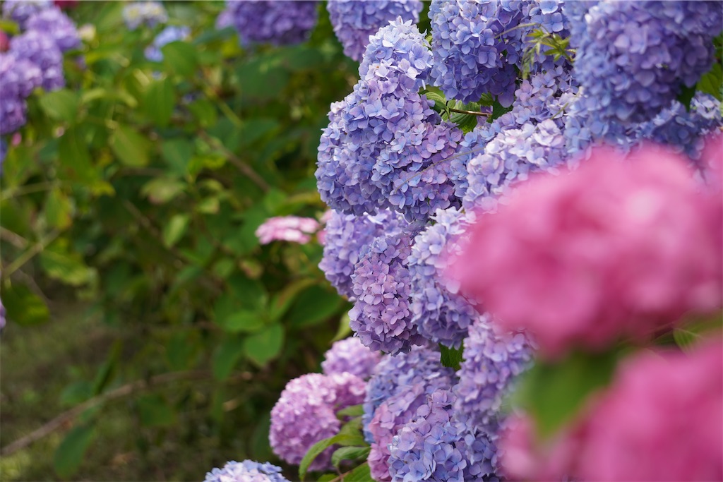 f:id:motoshidaa:20240604181441j:image