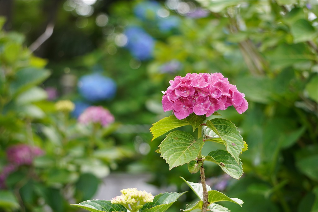 f:id:motoshidaa:20240604181453j:image