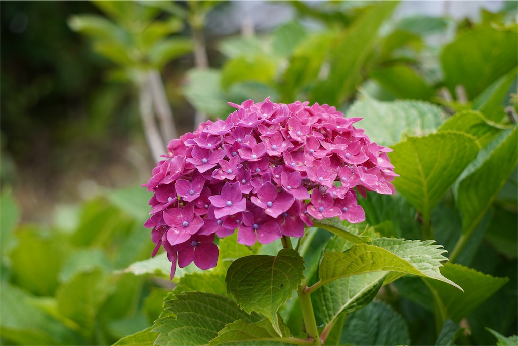 f:id:motoshidaa:20240604181501j:image