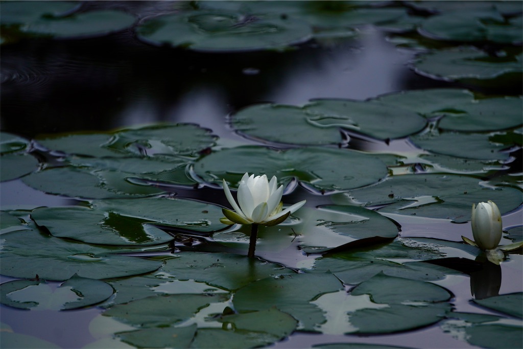 f:id:motoshidaa:20240610185014j:image