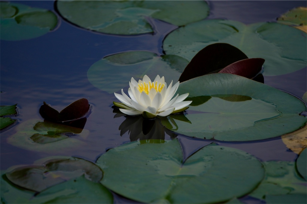 f:id:motoshidaa:20240610185020j:image