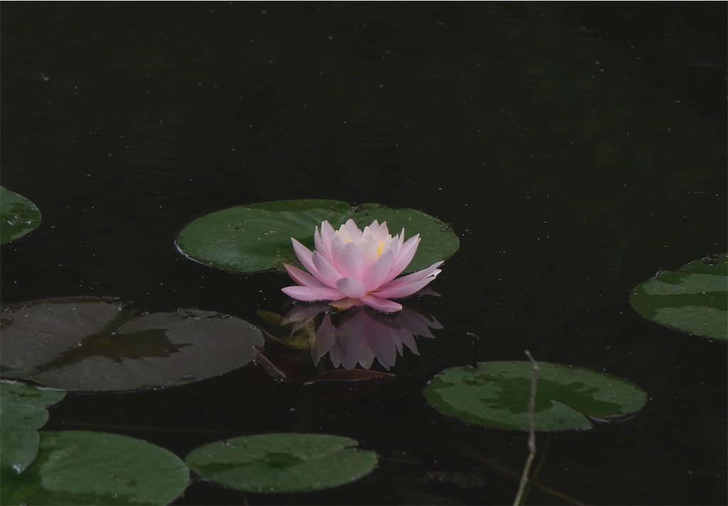 f:id:motoshidaa:20240610185022j:image