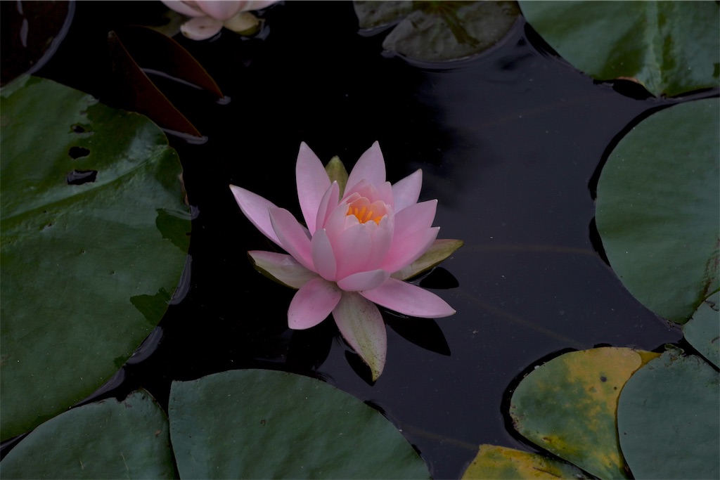 f:id:motoshidaa:20240610185025j:image