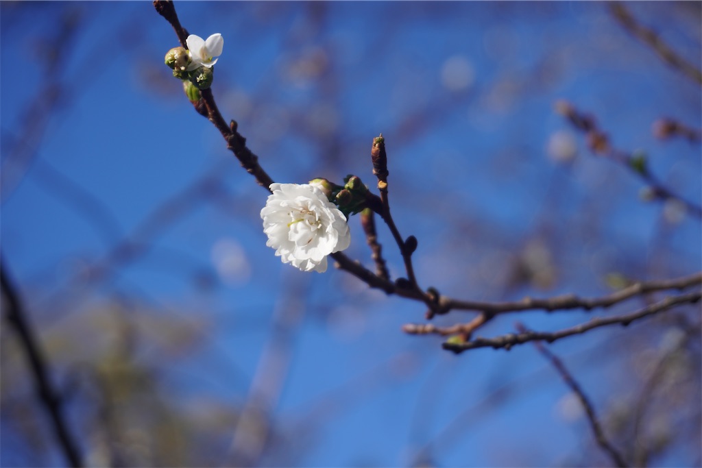 f:id:motoshidaa:20250117194253j:image