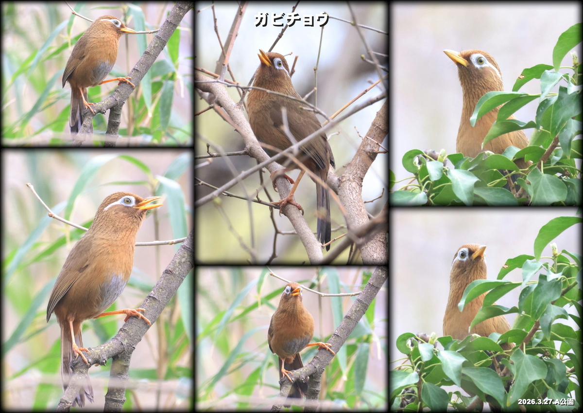 チラ見の鳥撮り&今季もやって来た〇〇 - もっちゃんのボケ防止日記