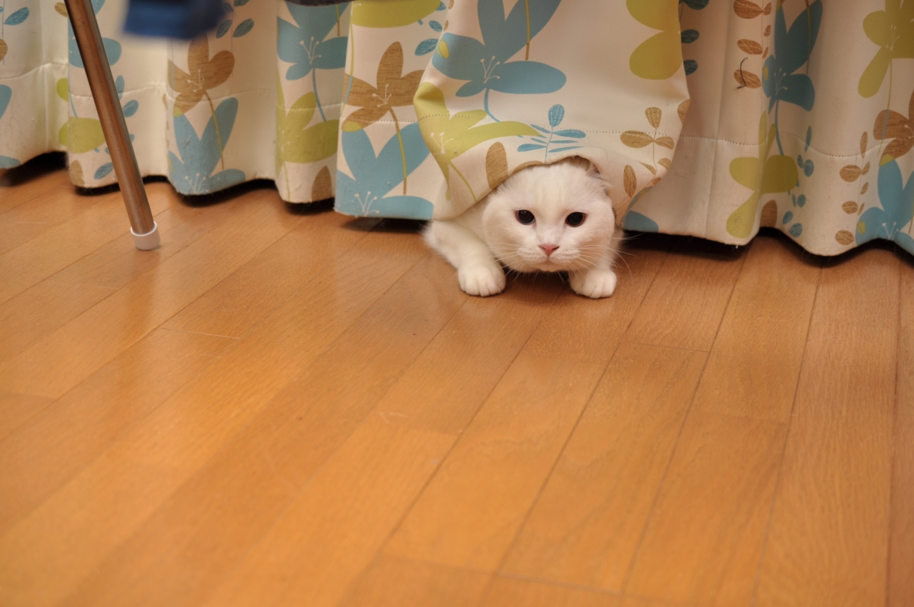 f:id:motou4:20111124193437j:image f:id:motou4:20111124193437j:image