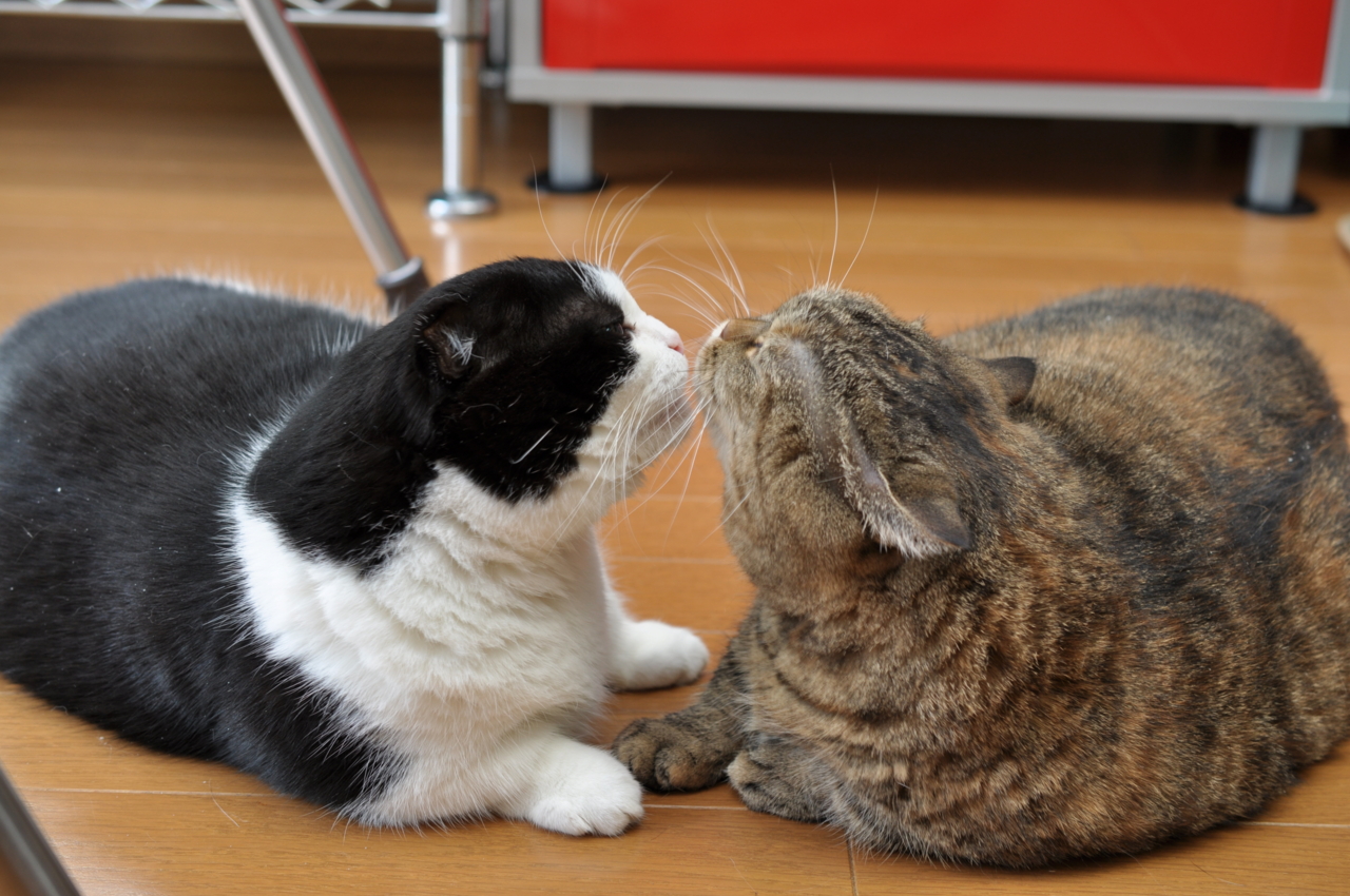 f:id:motou4:20120101120438j:image f:id:motou4:20120101120438j:image