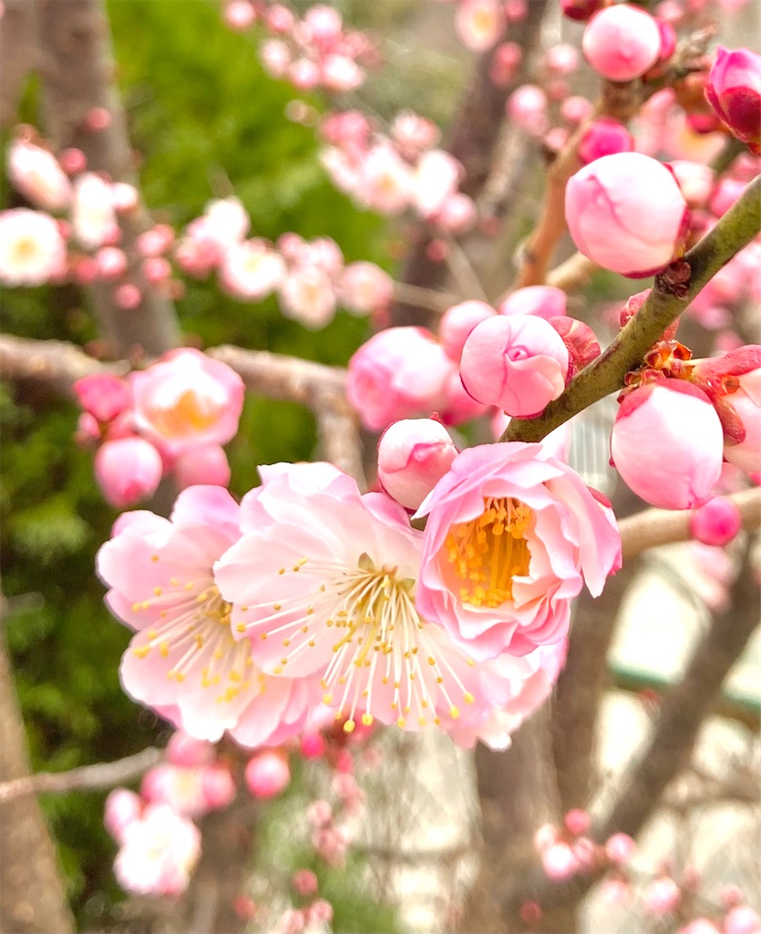 f:id:mottchtt:20210227222749j:image