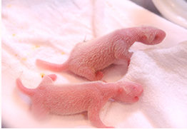 f:id:mottokoikoi:20190402121548p:plain