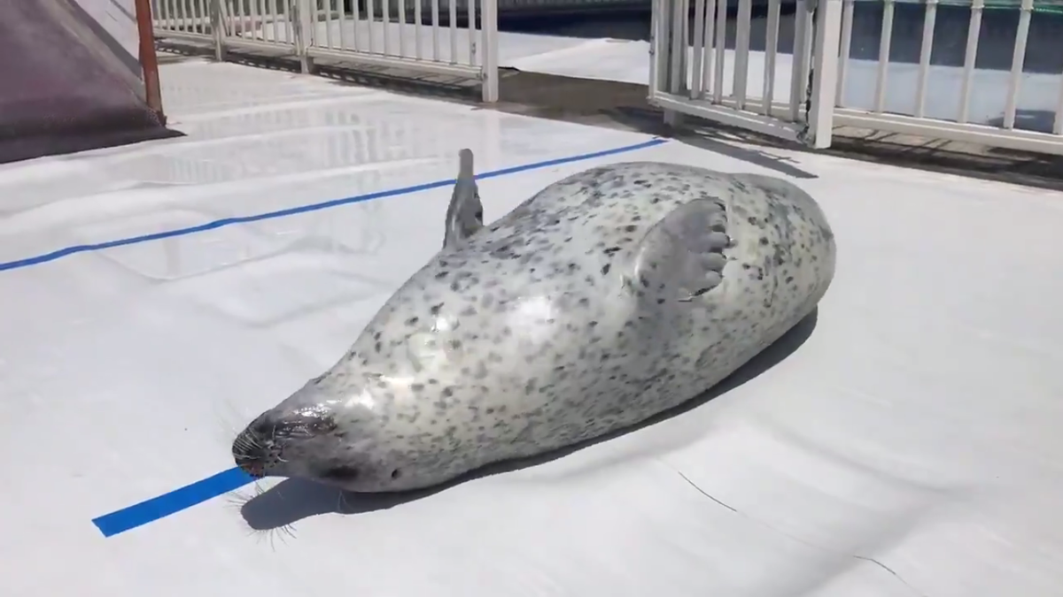 f:id:mottokoikoi:20190625083340p:plain