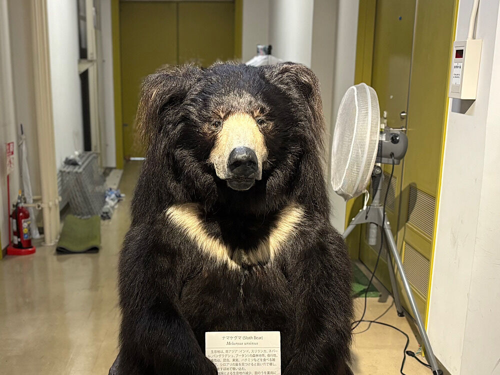 北海道大学総合博物館、見ごたえあって大満足 - 趣味に生きるFIRE生活