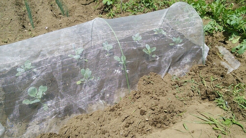 20170626165548ec3.jpg
