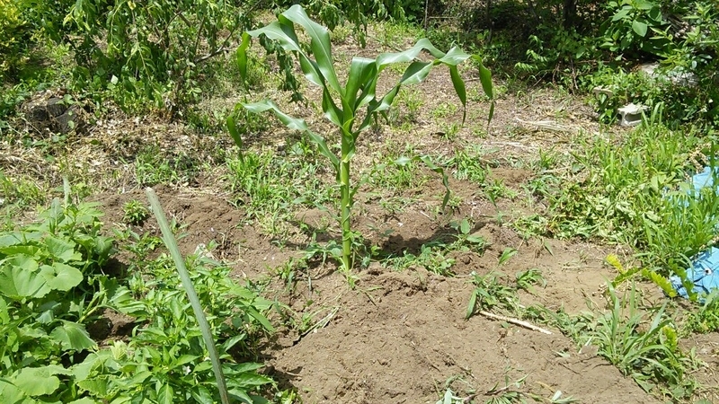 20170626165552eac.jpg
