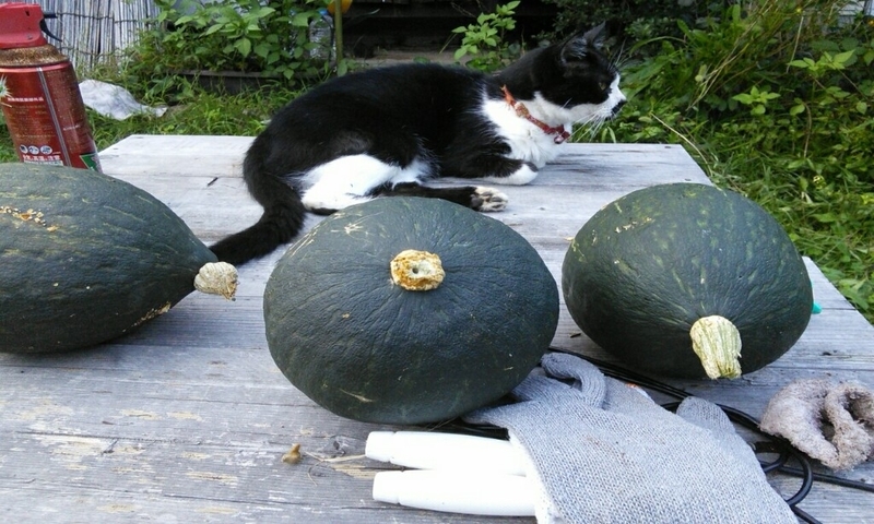 201809161917185df.jpg