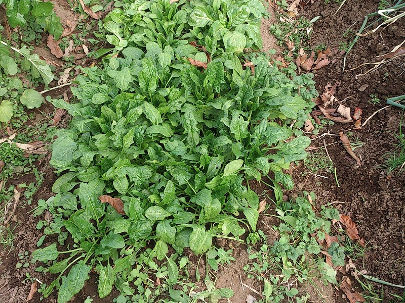 20181222DSC_0056.jpg