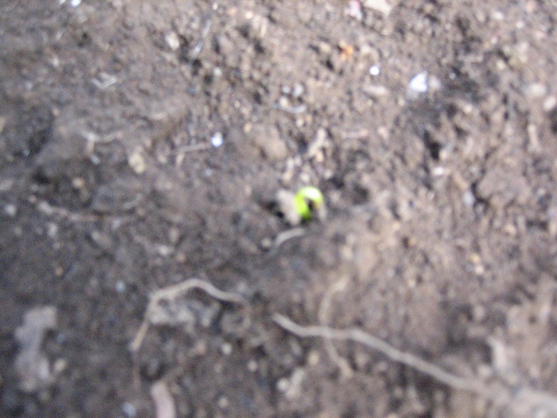 IMG_2779.jpg