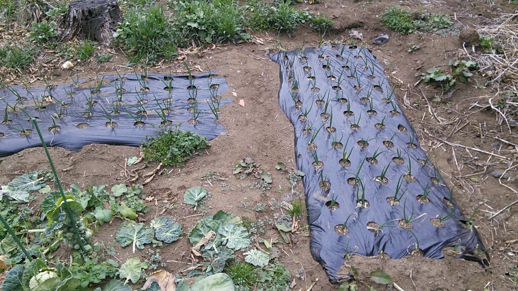 f:id:mouhatarakitakunai:20190316203354j:plain f:id:mouhatarakitakunai:20190316203354j:plain