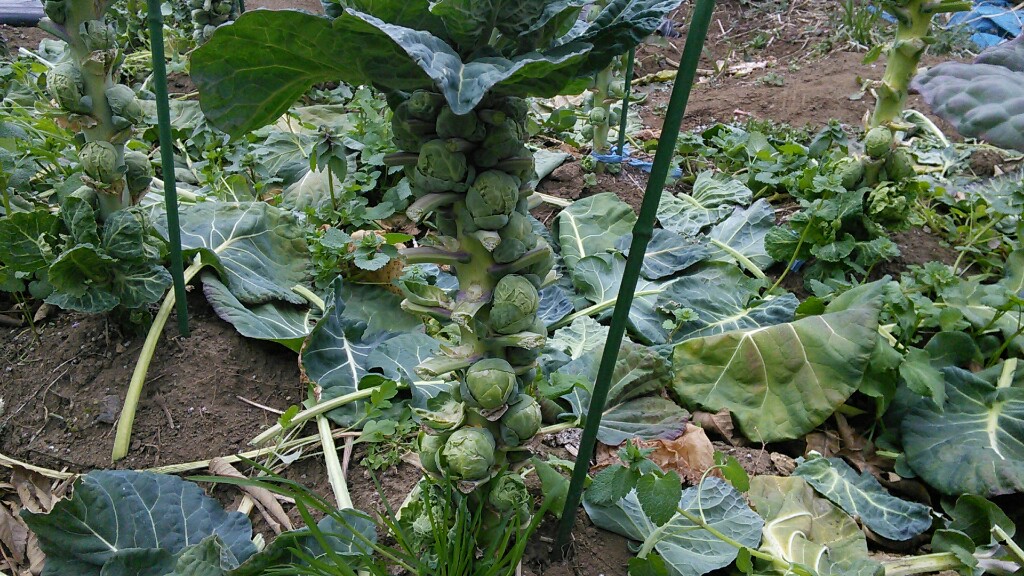 f:id:mouhatarakitakunai:20190316203404j:plain f:id:mouhatarakitakunai:20190316203404j:plain