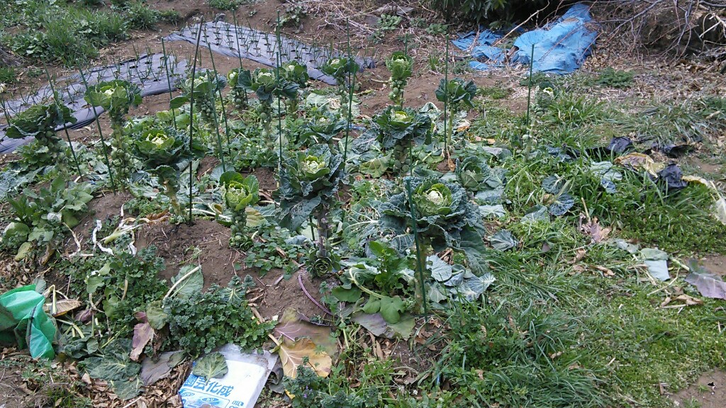 f:id:mouhatarakitakunai:20190316203412j:plain f:id:mouhatarakitakunai:20190316203412j:plain