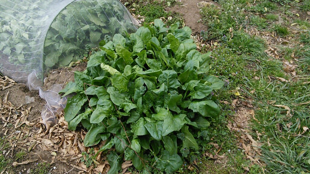 f:id:mouhatarakitakunai:20190316203452j:plain f:id:mouhatarakitakunai:20190316203452j:plain