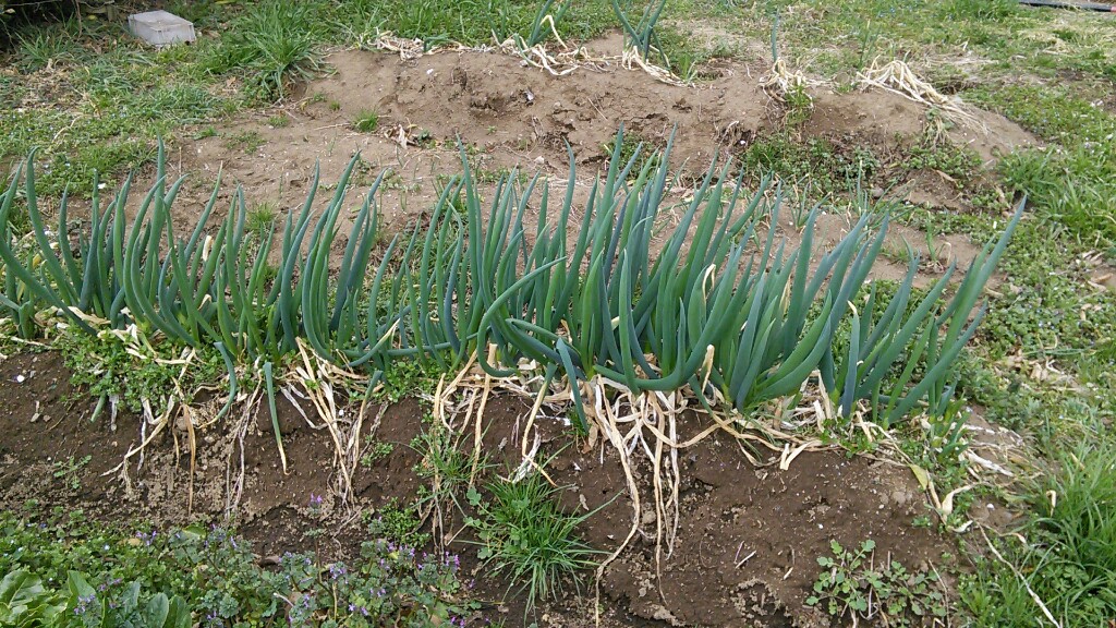 f:id:mouhatarakitakunai:20190316203524j:plain f:id:mouhatarakitakunai:20190316203524j:plain