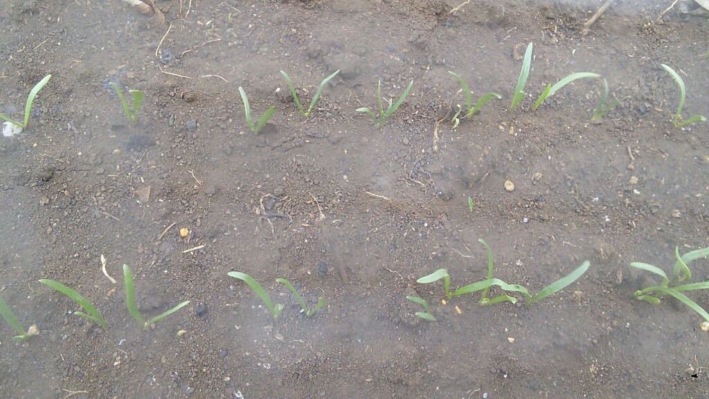 f:id:mouhatarakitakunai:20190407185343j:plain