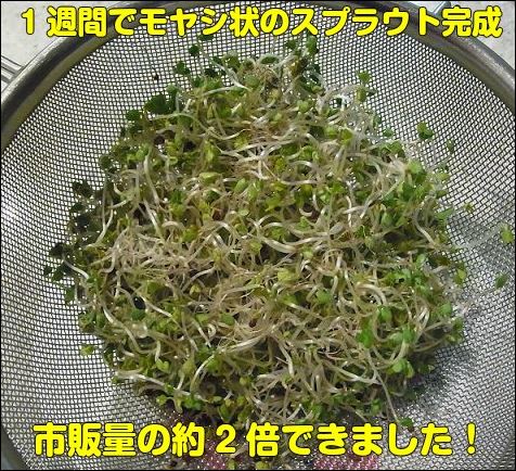 f:id:mouhatarakitakunai:20190419231952j:plain