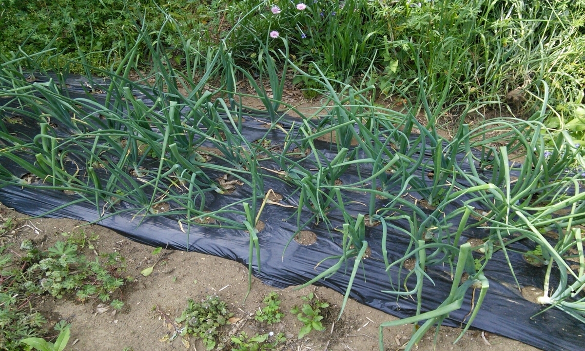 f:id:mouhatarakitakunai:20190505175838j:plain f:id:mouhatarakitakunai:20190505175838j:plain