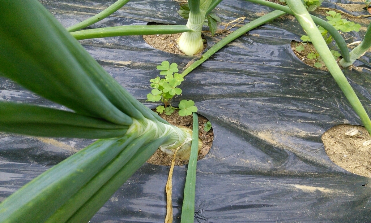 f:id:mouhatarakitakunai:20190505175856j:plain f:id:mouhatarakitakunai:20190505175856j:plain