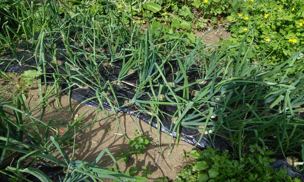 f:id:mouhatarakitakunai:20190505175921j:plain f:id:mouhatarakitakunai:20190505175921j:plain