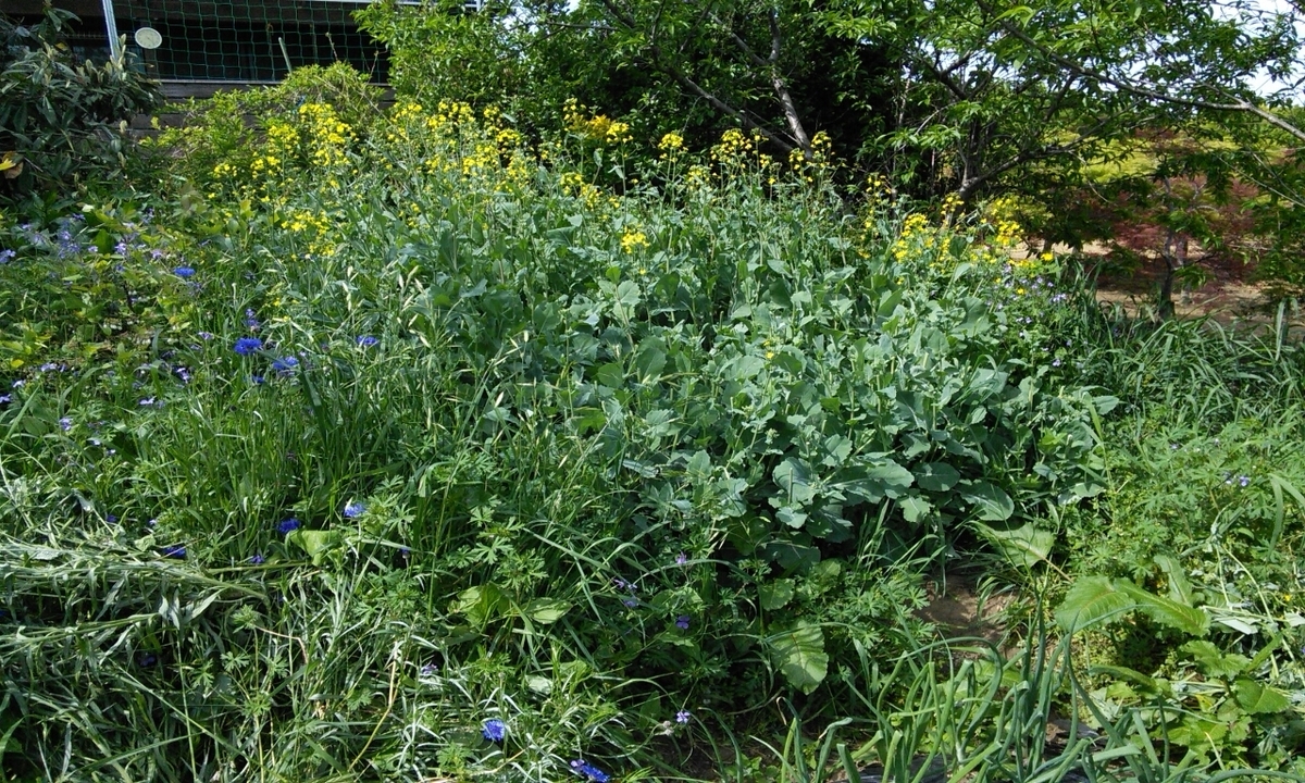 f:id:mouhatarakitakunai:20190505175944j:plain f:id:mouhatarakitakunai:20190505175944j:plain