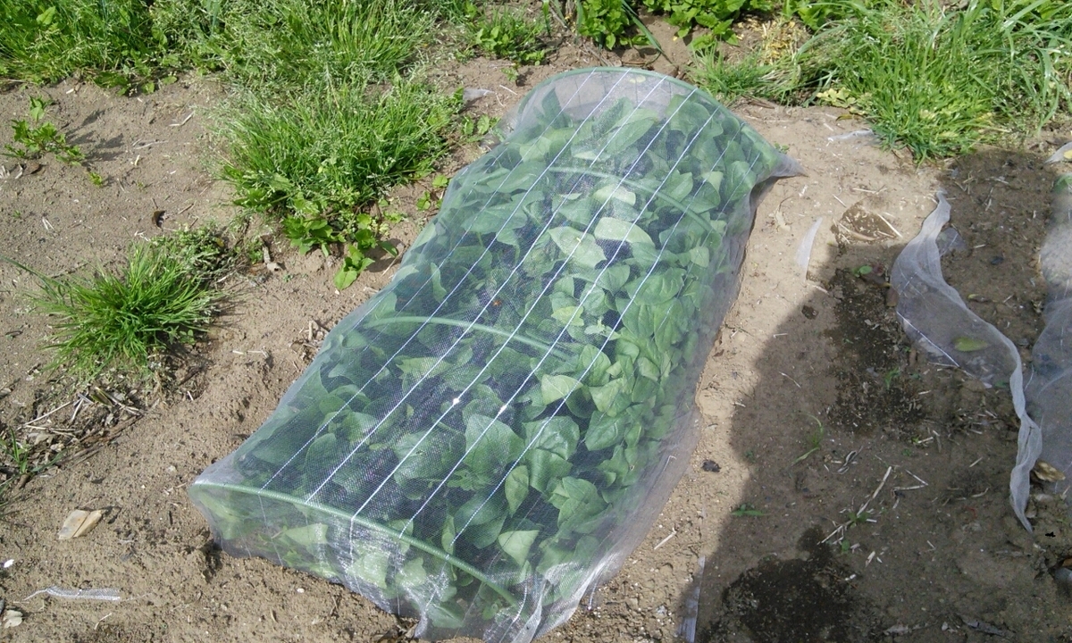 f:id:mouhatarakitakunai:20190505175955j:plain f:id:mouhatarakitakunai:20190505175955j:plain