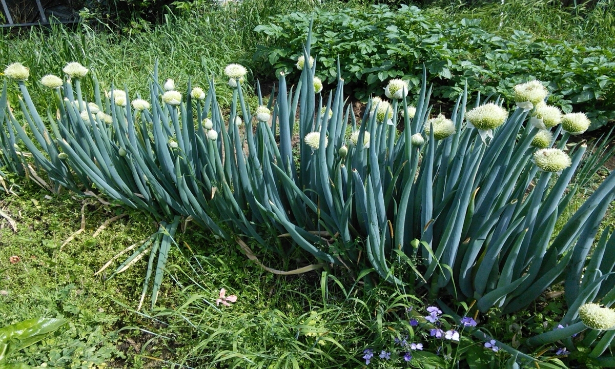 f:id:mouhatarakitakunai:20190505180026j:plain f:id:mouhatarakitakunai:20190505180026j:plain