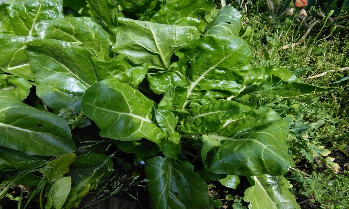 f:id:mouhatarakitakunai:20190505180039j:plain f:id:mouhatarakitakunai:20190505180039j:plain