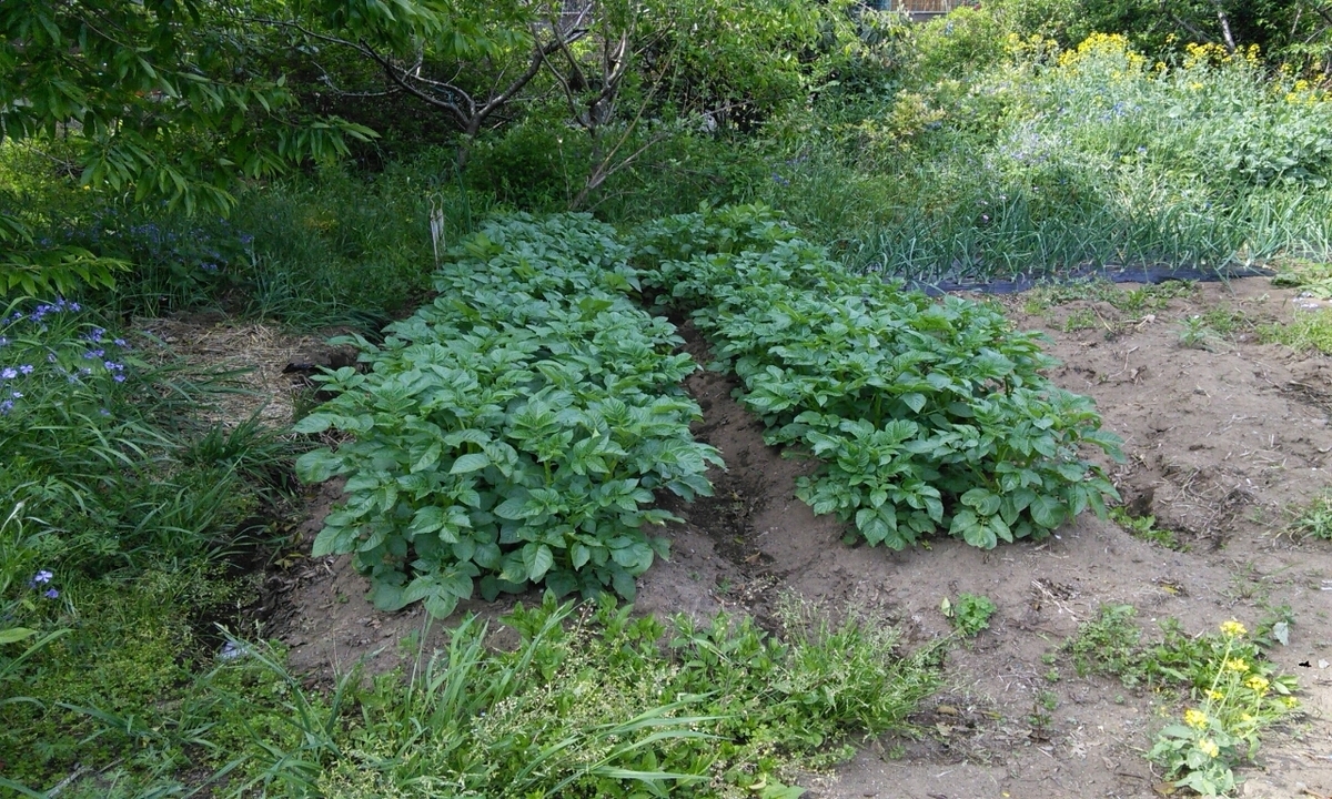 f:id:mouhatarakitakunai:20190505180125j:plain f:id:mouhatarakitakunai:20190505180125j:plain