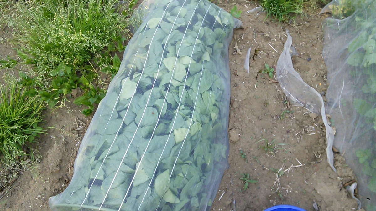 f:id:mouhatarakitakunai:20190512201134j:plain