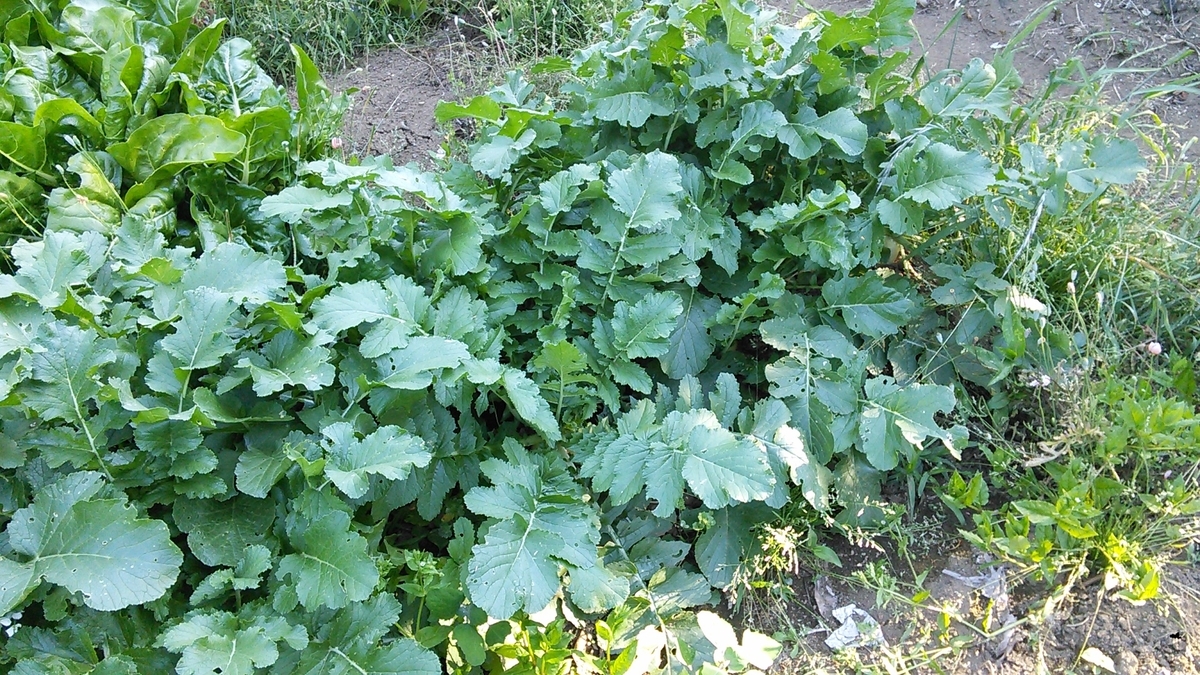 f:id:mouhatarakitakunai:20190525191719j:plain