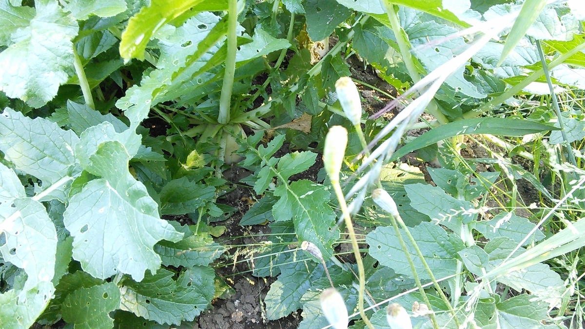 f:id:mouhatarakitakunai:20190525191723j:plain