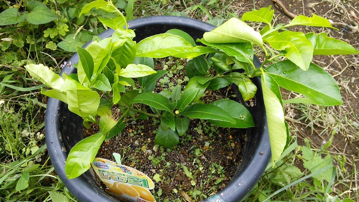 f:id:mouhatarakitakunai:20190630221656j:plain