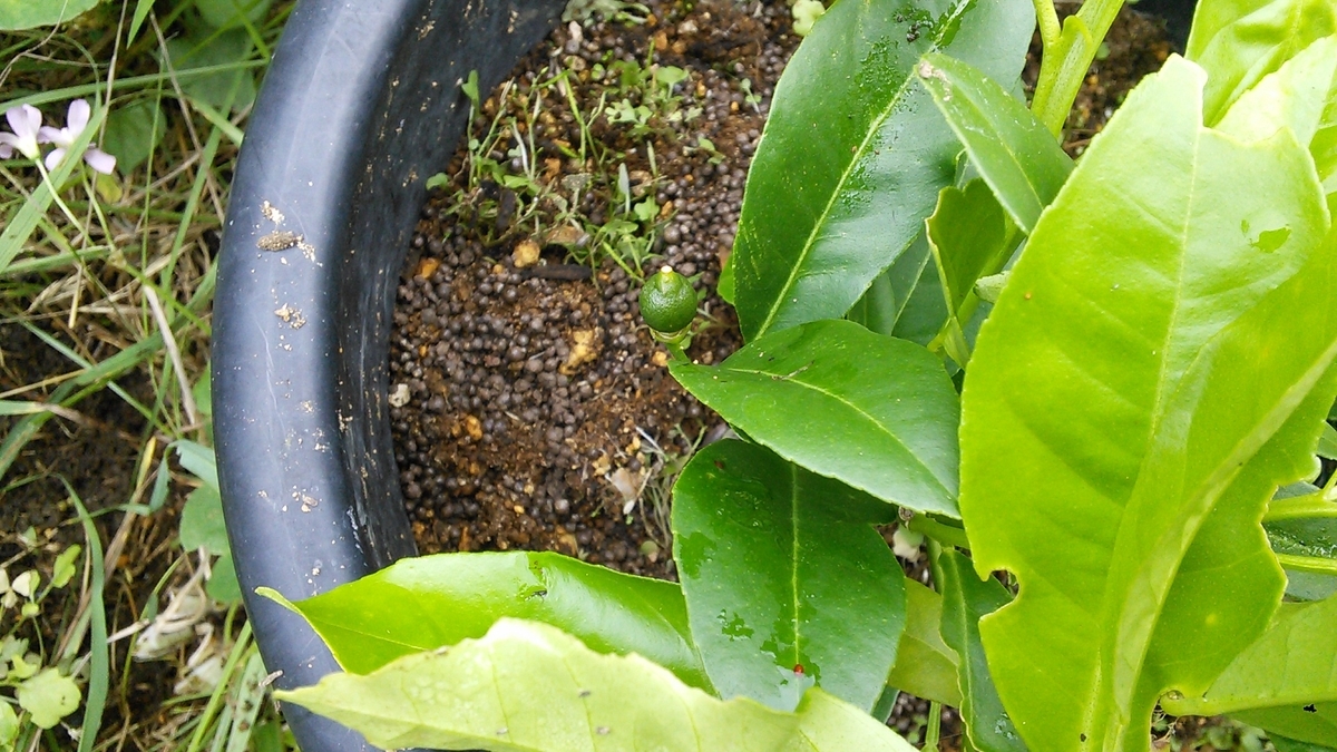 f:id:mouhatarakitakunai:20190630221702j:plain