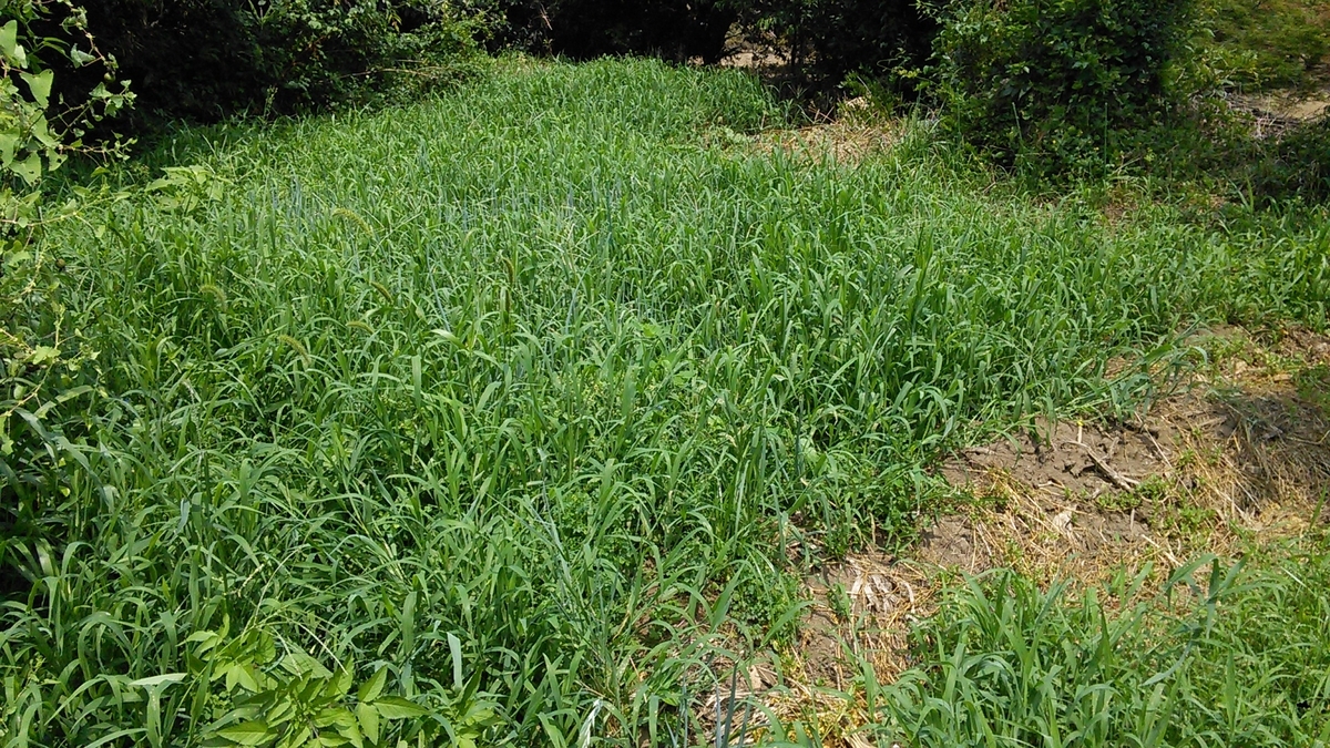 f:id:mouhatarakitakunai:20190812221051j:plain f:id:mouhatarakitakunai:20190812221051j:plain