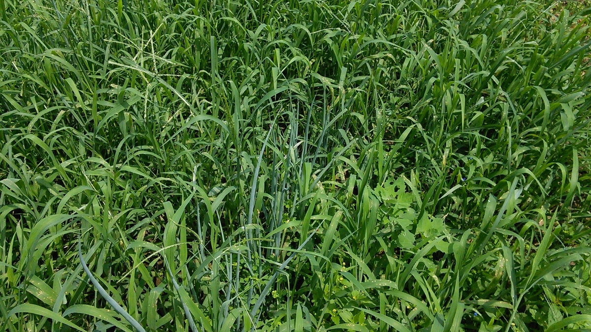 f:id:mouhatarakitakunai:20190812221056j:plain f:id:mouhatarakitakunai:20190812221056j:plain