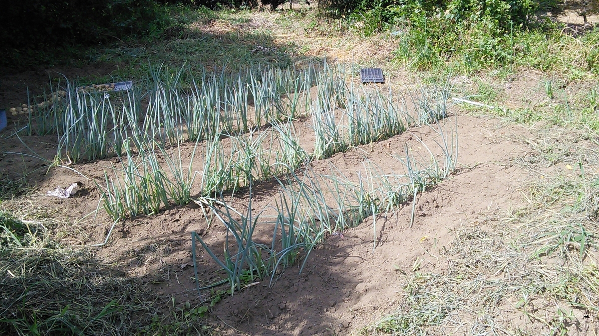 f:id:mouhatarakitakunai:20190812221111j:plain f:id:mouhatarakitakunai:20190812221111j:plain