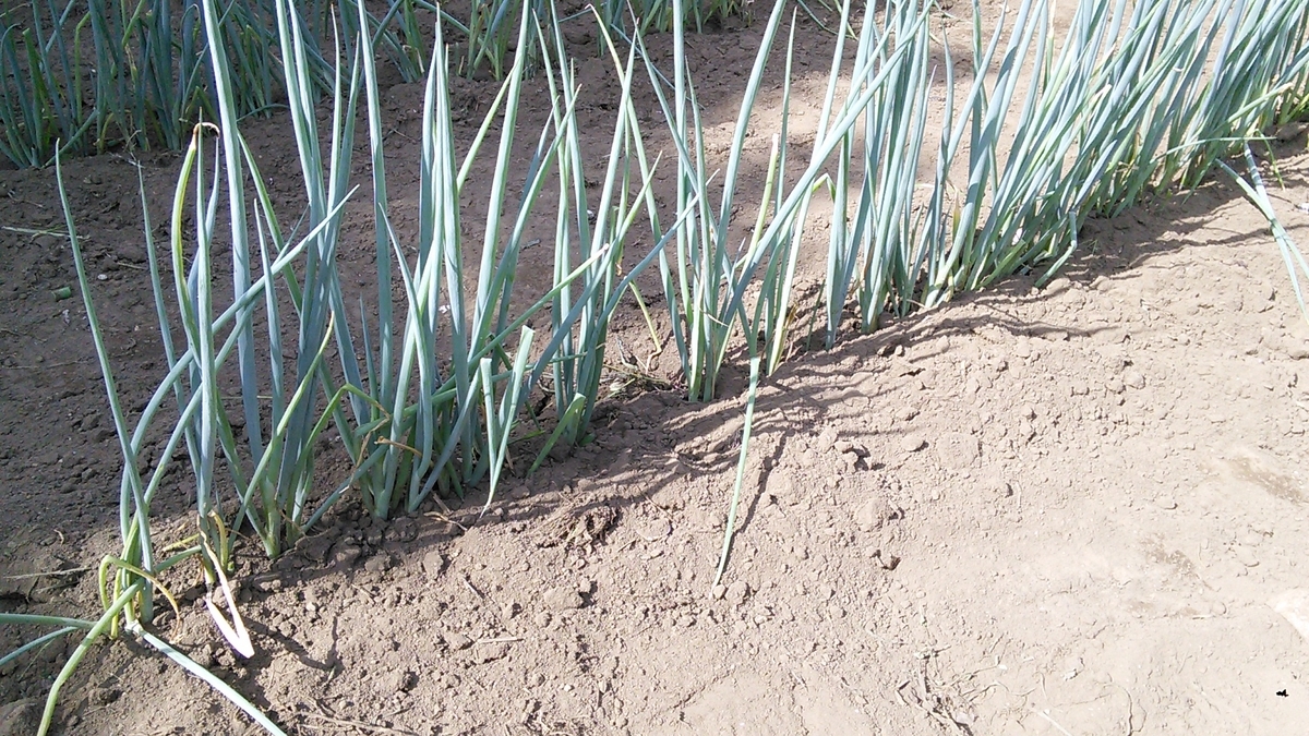 f:id:mouhatarakitakunai:20190812221119j:plain f:id:mouhatarakitakunai:20190812221119j:plain