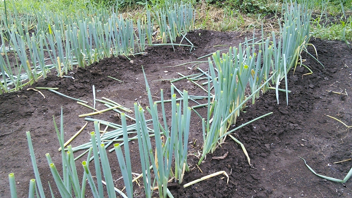 f:id:mouhatarakitakunai:20190816192942j:plain f:id:mouhatarakitakunai:20190816192942j:plain